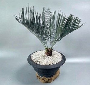 Cycas cairnsiana