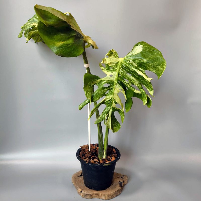 Variegated Monstera
