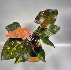 Variegated Philodendron